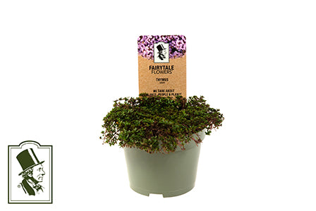 Bilde av THYMUS P. 'MINOR'-Spanne Plantesalg