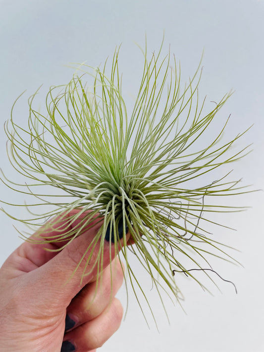 Bilde av Tillandsia Andreana-Spanne Plantesalg