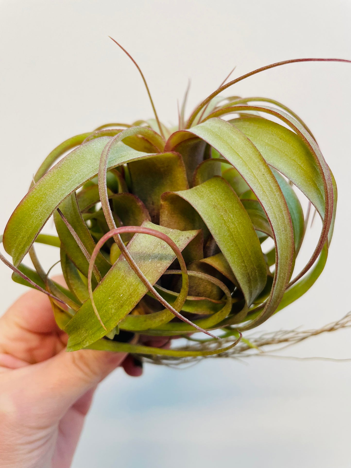 Bilde av Tillandsia 'Eric Knobloch'-Spanne Plantesalg