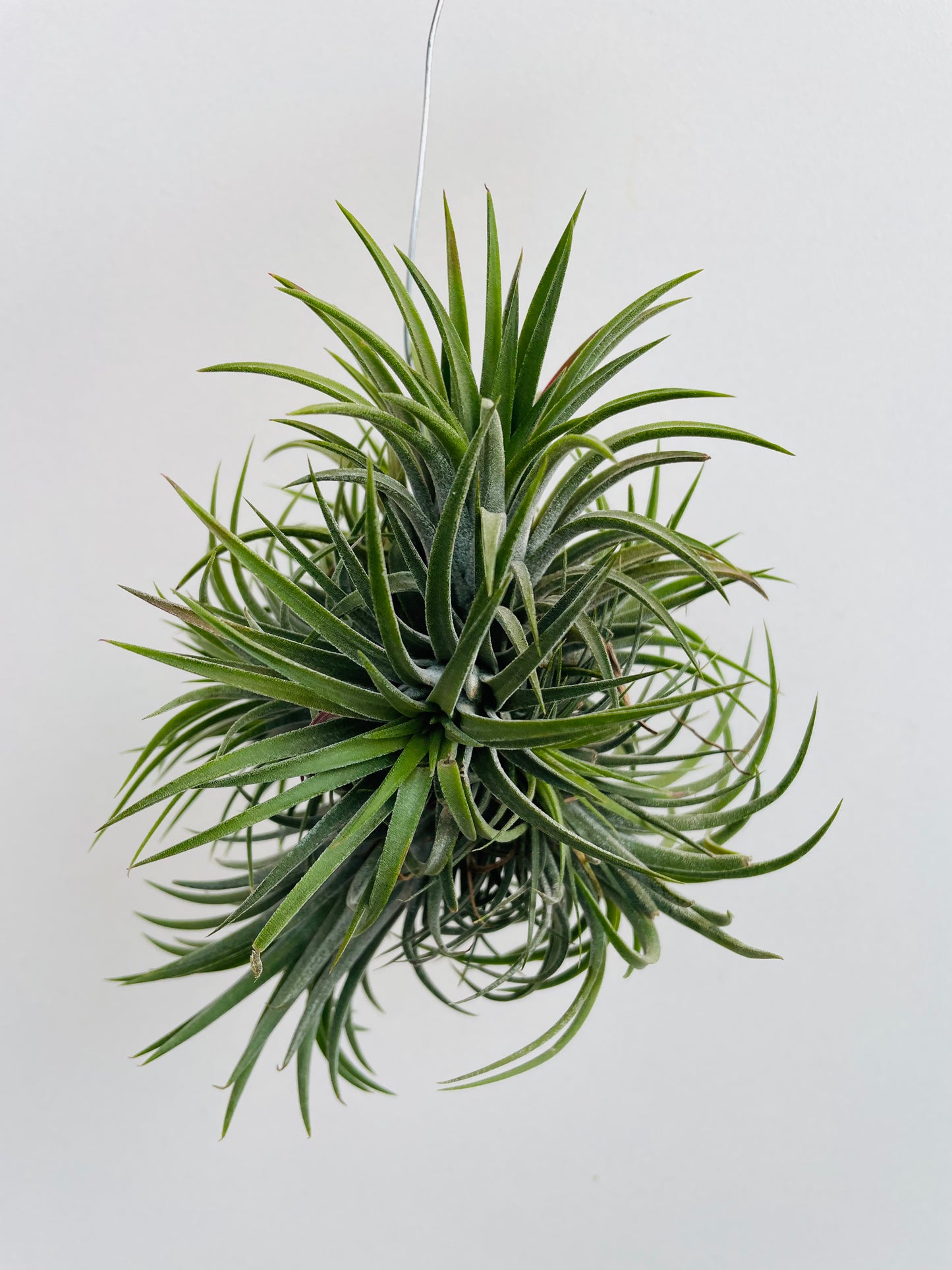 Bilde av Tillandsia ionantha mix-Spanne Plantesalg