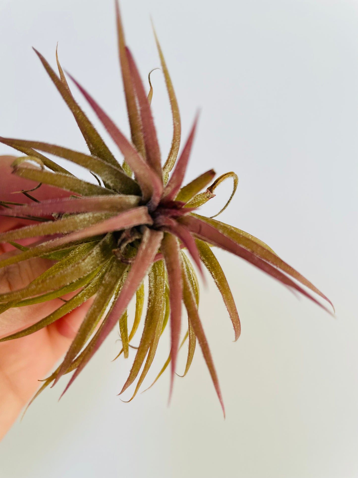 Bilde av Tillandsia Ionantha rød-Spanne Plantesalg