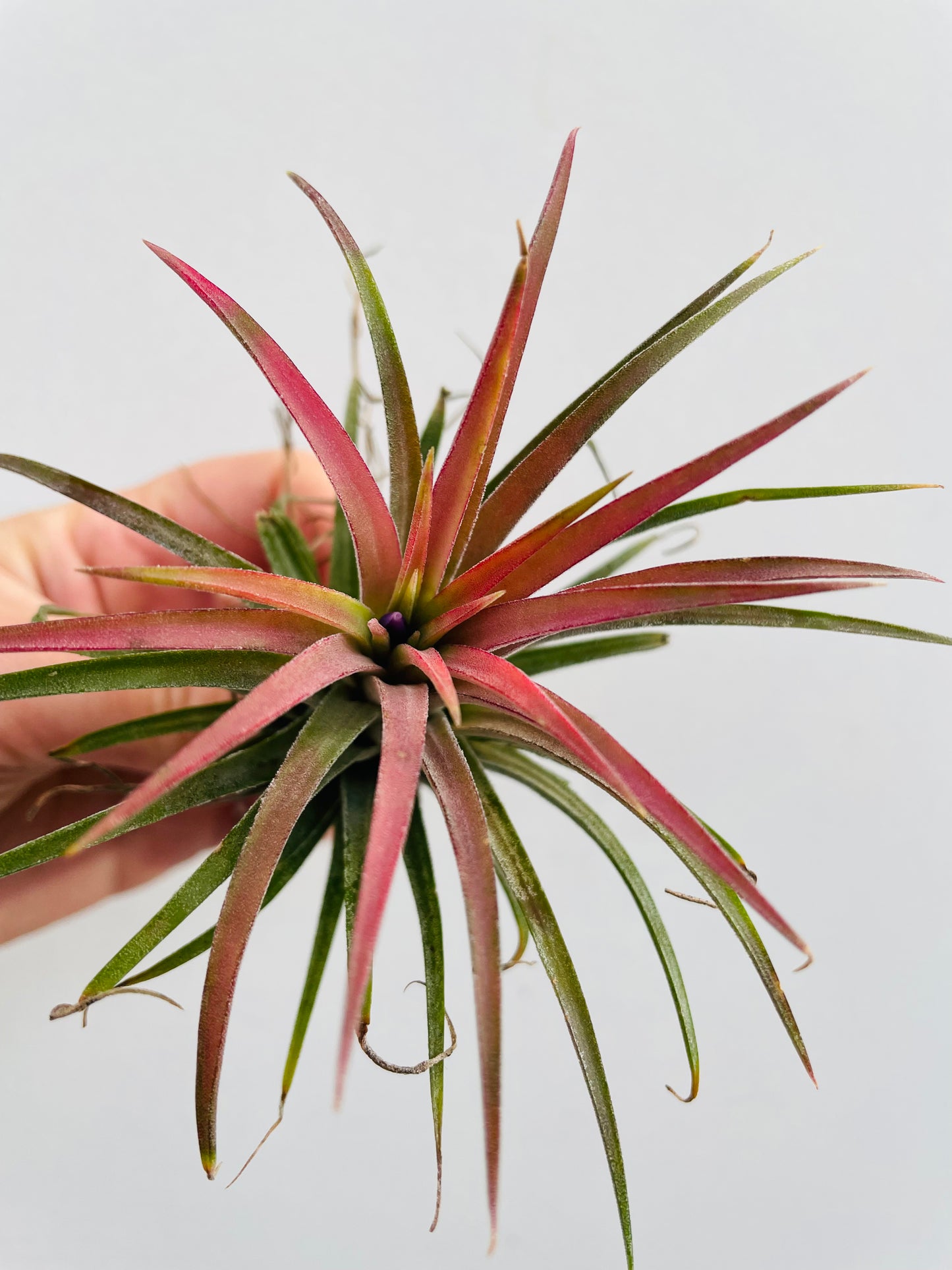 Bilde av Tillandsia ionantha Rød-Spanne Plantesalg