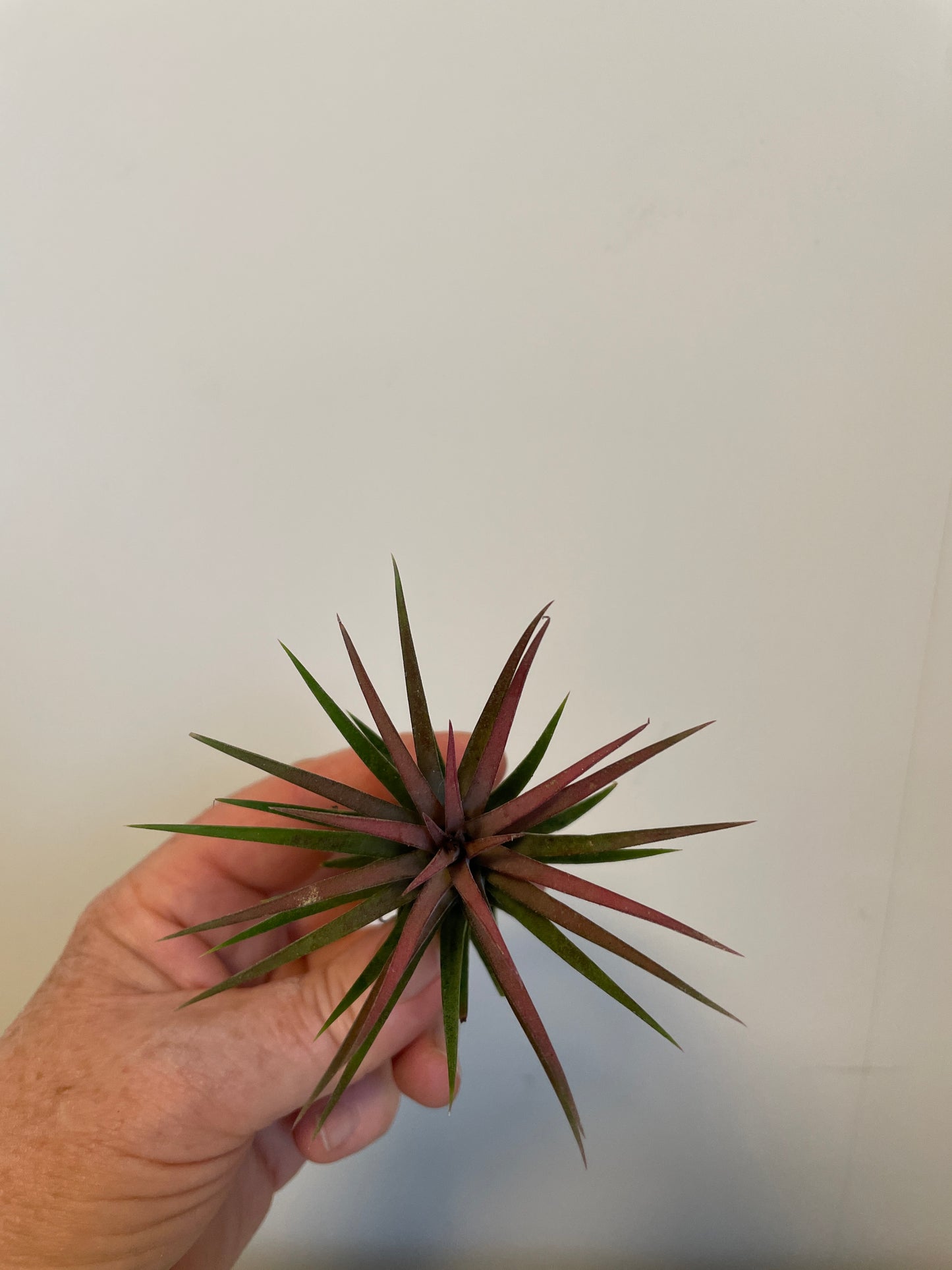 Bilde av Tillandsia Ionantha Rød-Spanne Plantesalg