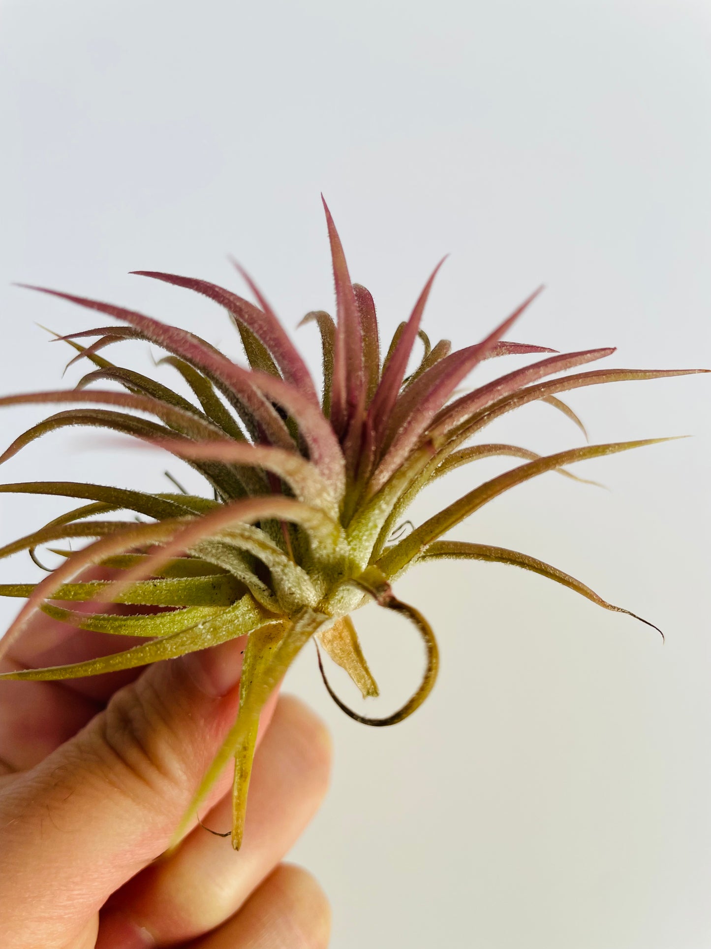 Bilde av Tillandsia Ionantha rød-Spanne Plantesalg