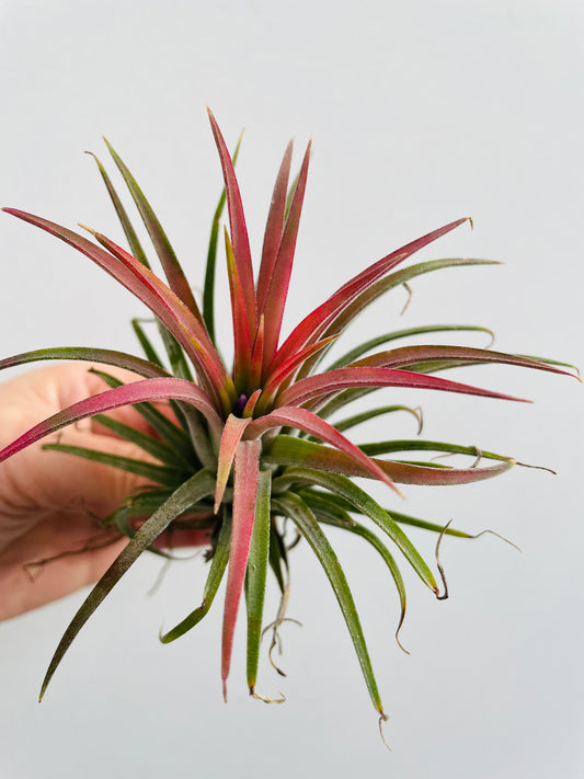 Bilde av Tillandsia ionantha Rød-Spanne Plantesalg