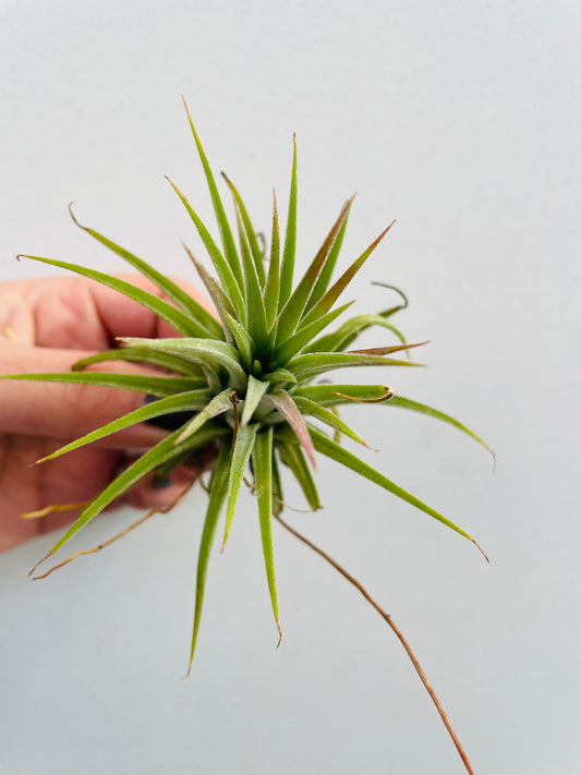 Bilde av Tillandsia ionantha-Spanne Plantesalg