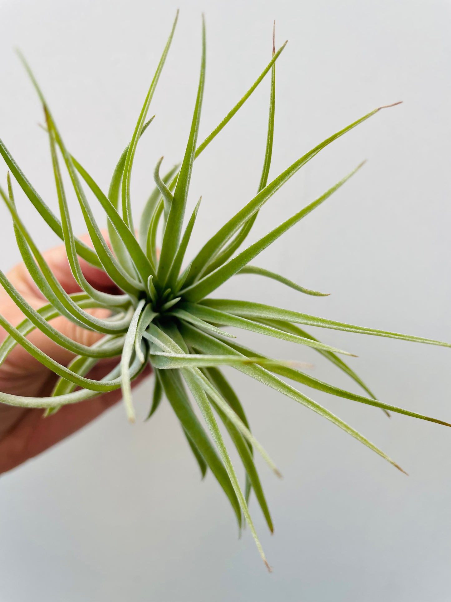Bilde av Tillandsia ‘Kathy’-Spanne Plantesalg