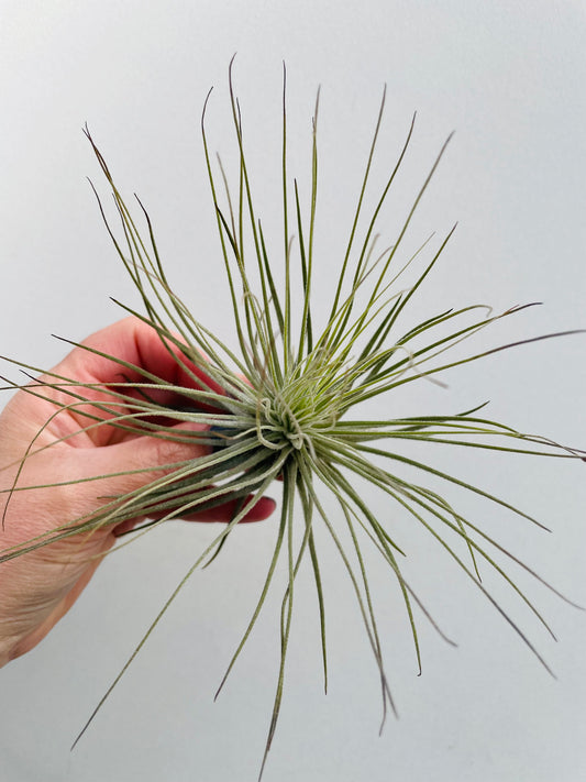 Bilde av Tillandsia Magnusiana-Spanne Plantesalg