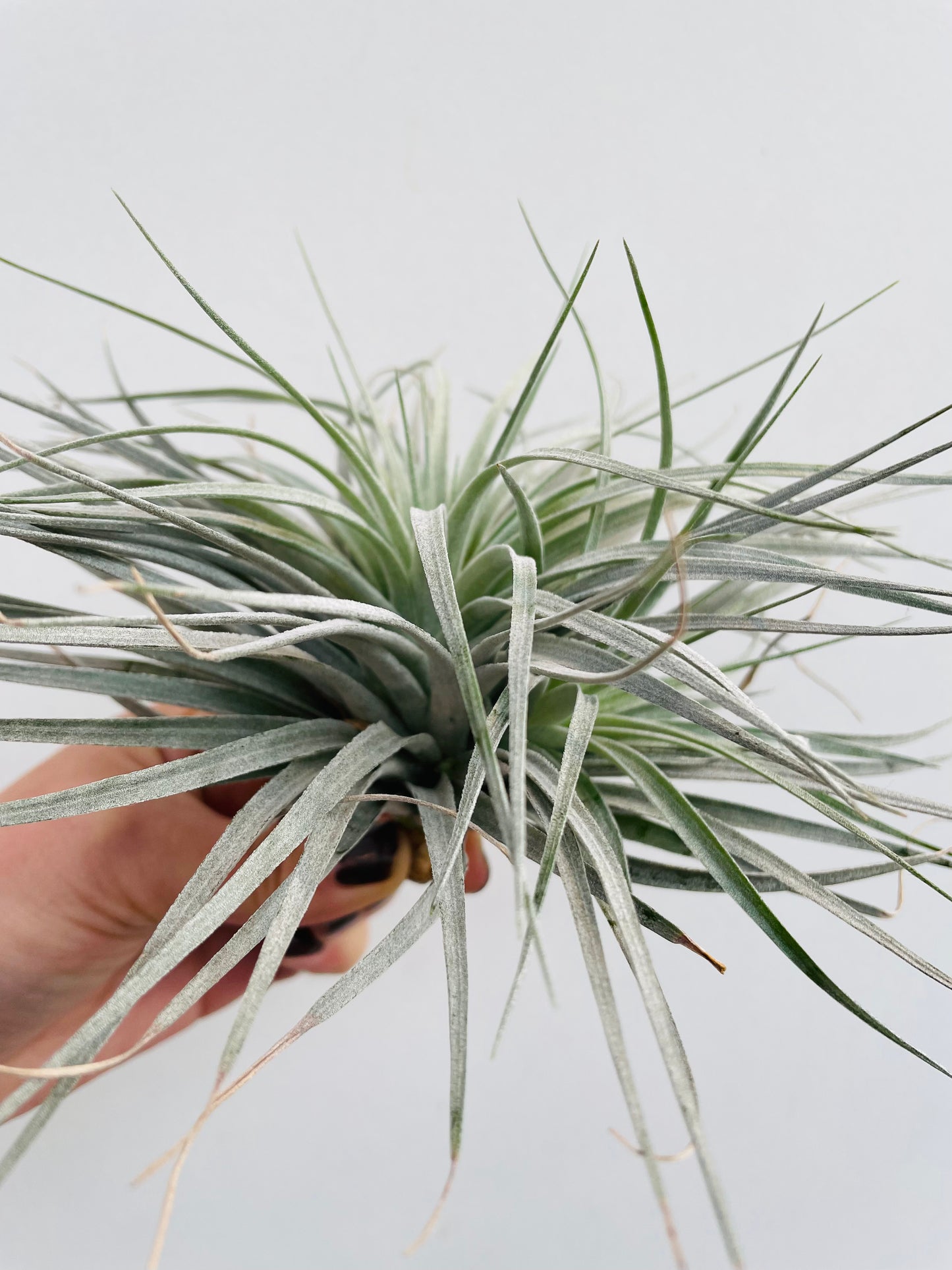 Bilde av Tillandsia ionantha ‘Silver’-Spanne Plantesalg