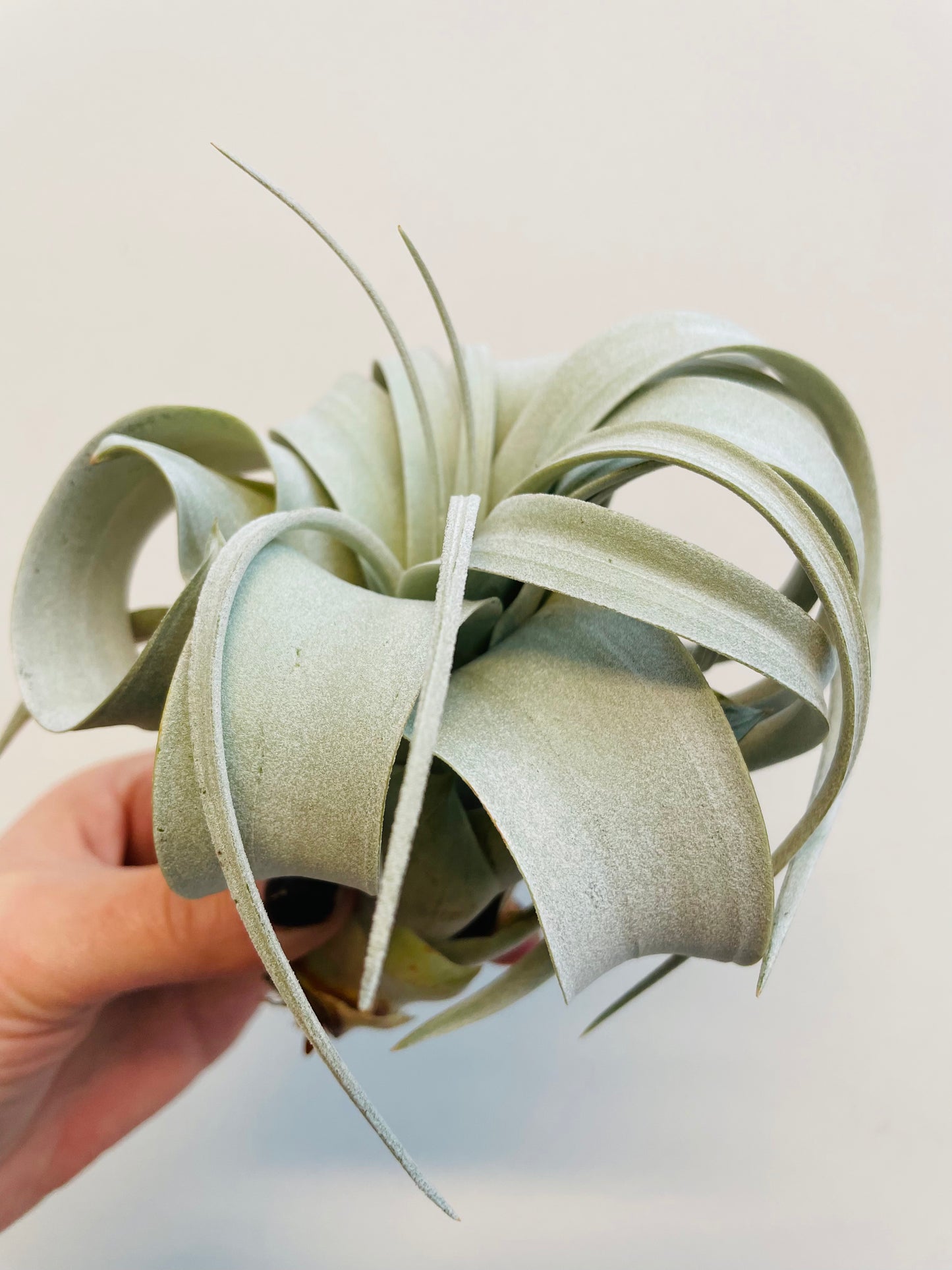 Bilde av Tillandsia xerographica-Spanne Plantesalg
