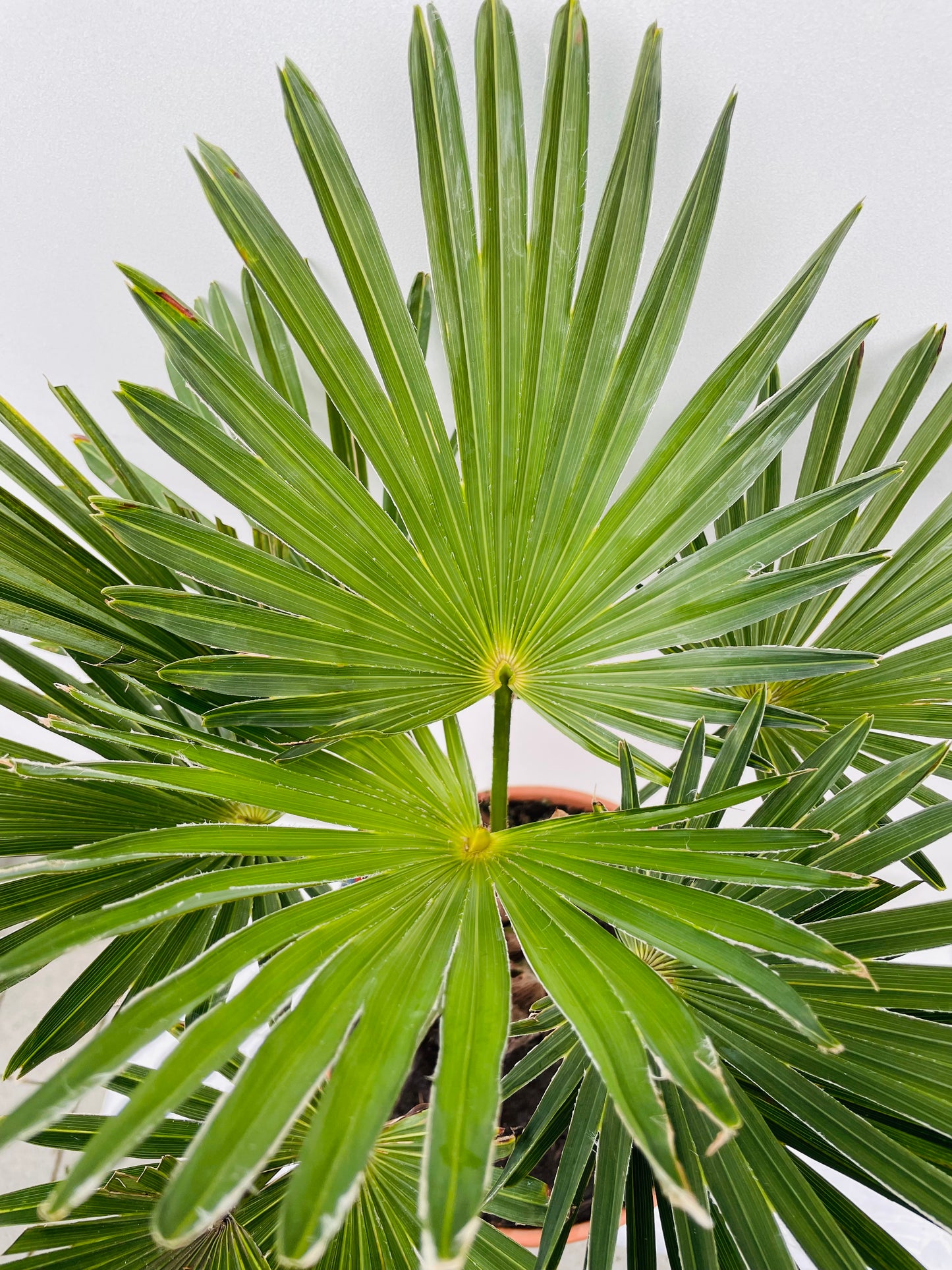 Bilde av Trachycarpus Wagnerianus-Spanne Plantesalg