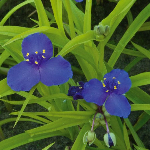 Bilde av Tradescantia 'Sweet Kate'-Spanne Plantesalg