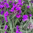 Bilde av Tradescantia Js Brainstorm®-Spanne Plantesalg