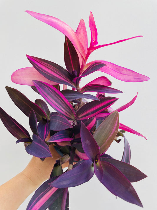 Bilde av Tradescantia pallida-Spanne Plantesalg