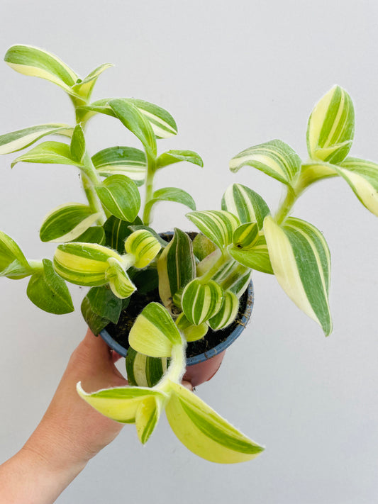 Bilde av Tradescantia sillamontana f. variegata-Spanne Plantesalg