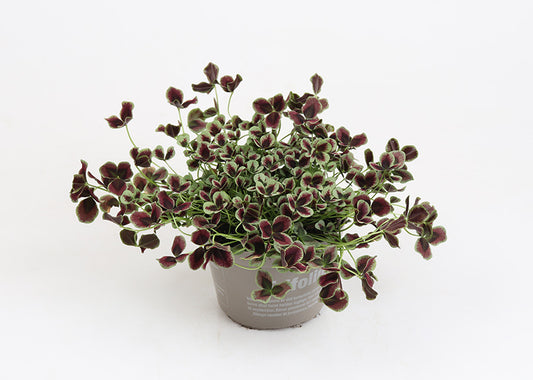 Bilde av TRIFOLIUM-Spanne Plantesalg