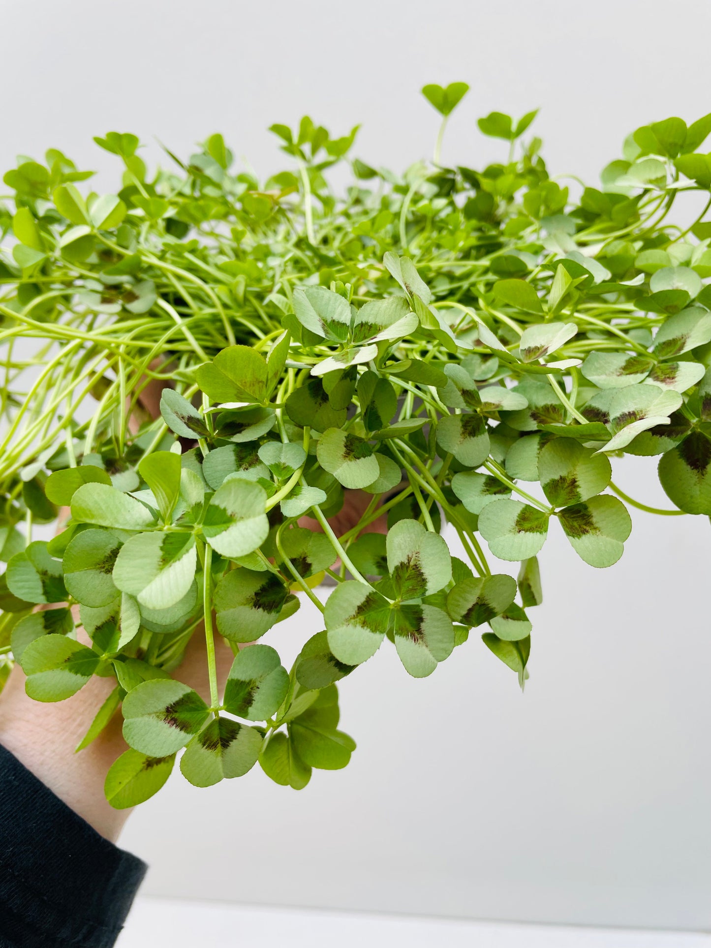 Bilde av Trifolium grønn-Spanne Plantesalg