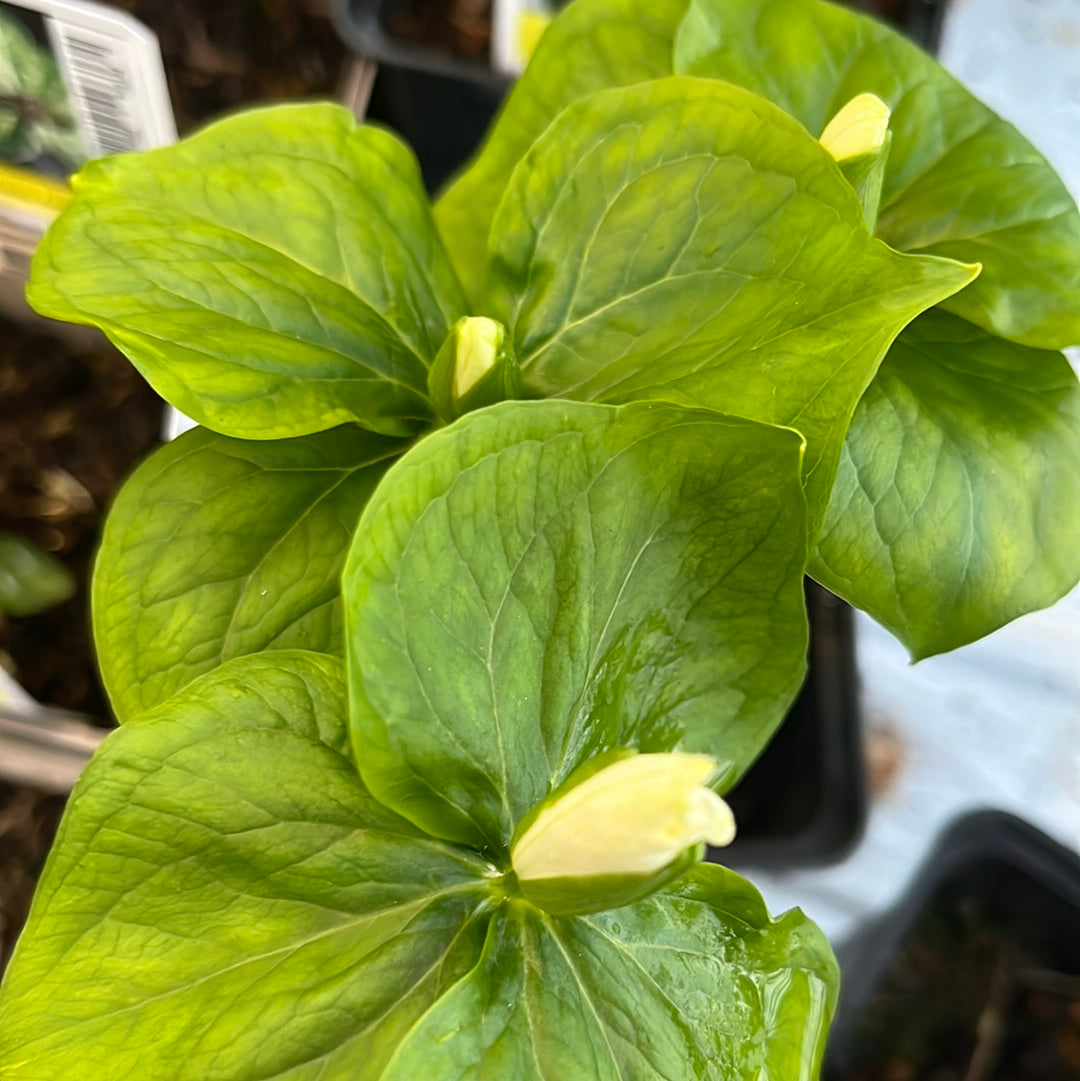 Bilde av Trillium camschatcense-Spanne Plantesalg