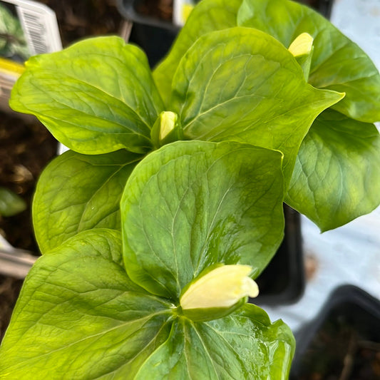 Bilde av Trillium camschatcense-Spanne Plantesalg