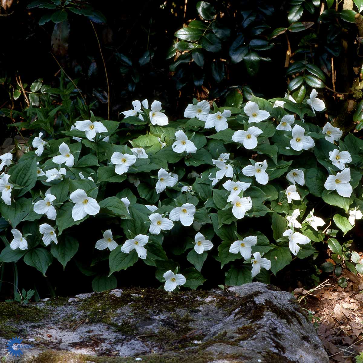 Bilde av Trillium grandiflorum-Spanne Plantesalg