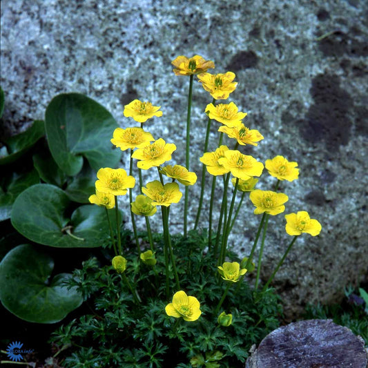 Bilde av Trollius pumilus-Spanne Plantesalg