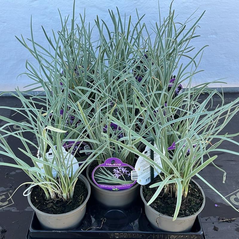 Bilde av TULBAGHIA VIOLACEA 'VARIGATA'-Spanne Plantesalg