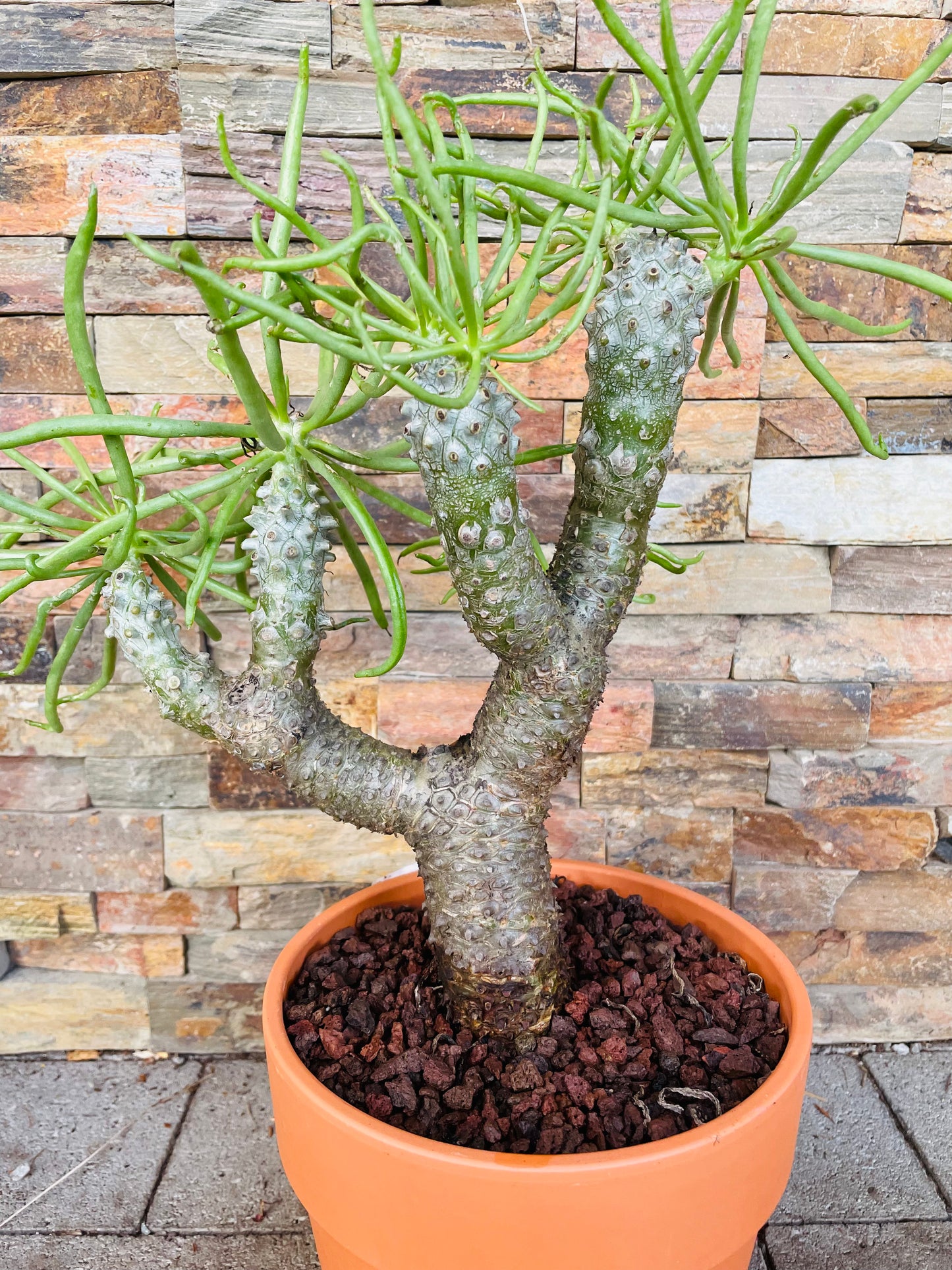 Bilde av Tylecodon wallichii-Spanne Plantesalg