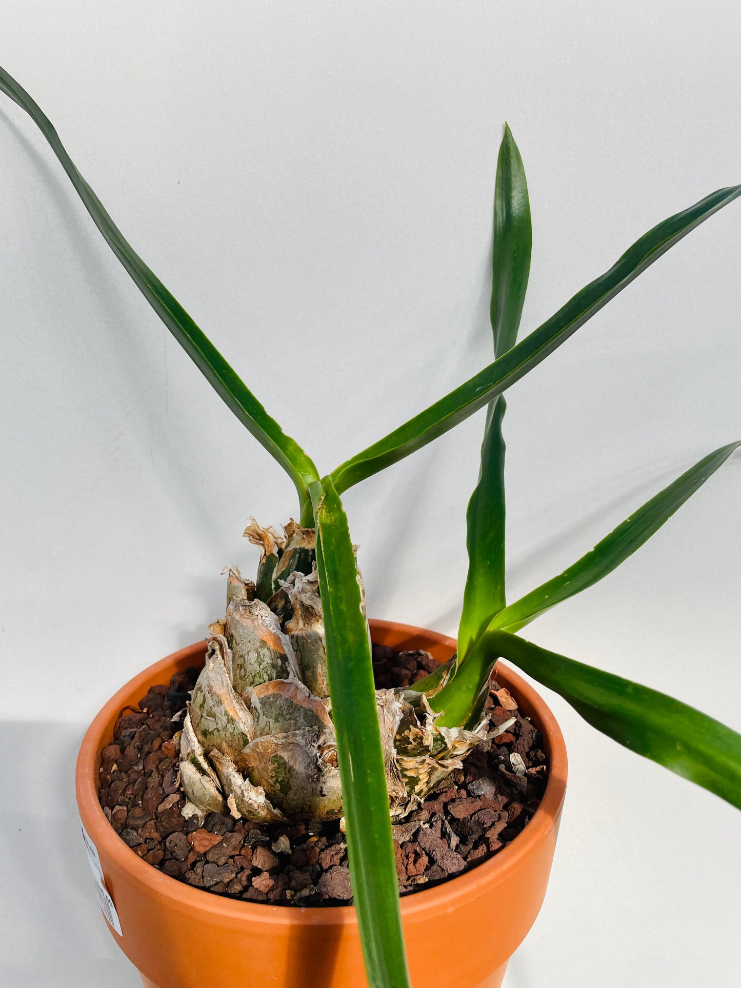 Bilde av Urginea epigea-Spanne Plantesalg