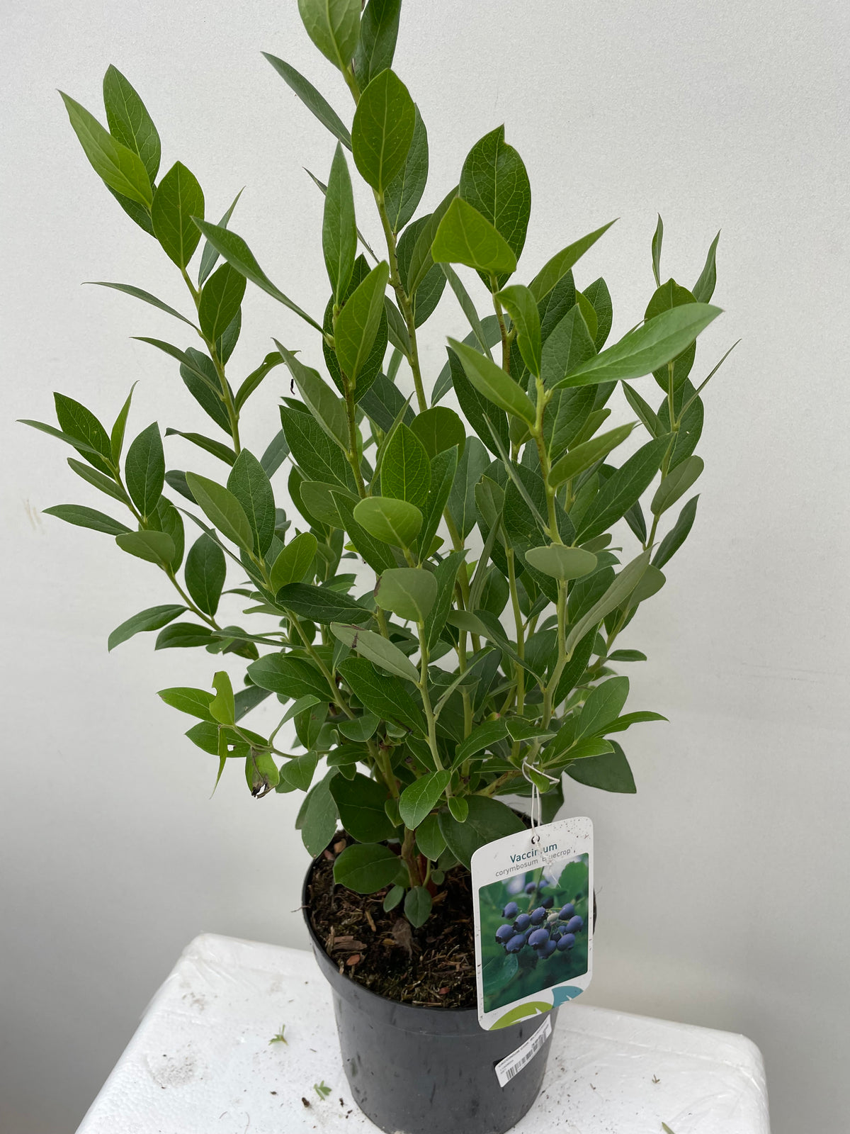 Bilde av VACCINIUM COR. BLUECROP-Spanne Plantesalg
