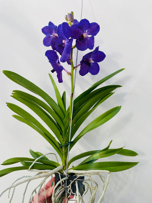 Bilde av Vanda 1-Spanne Plantesalg