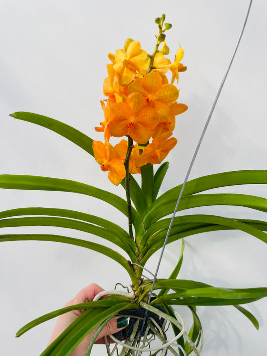 Bilde av Vanda 2-Spanne Plantesalg