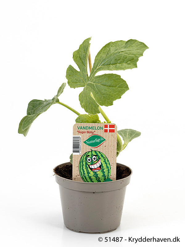 Bilde av VANNMELON'-Spanne Plantesalg