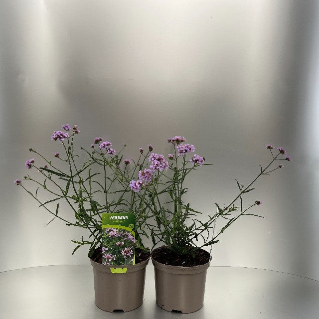 Bilde av VERBENA BONARIENSIS LOLLIPOP-Spanne Plantesalg