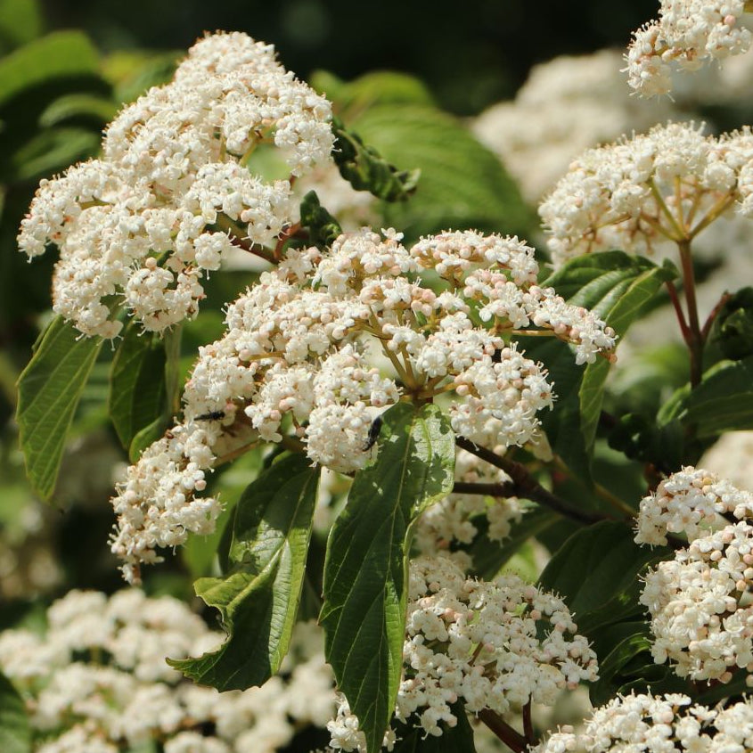 Bilde av Viburnum dilatum 'Michael Dodge'-Spanne Plantesalg