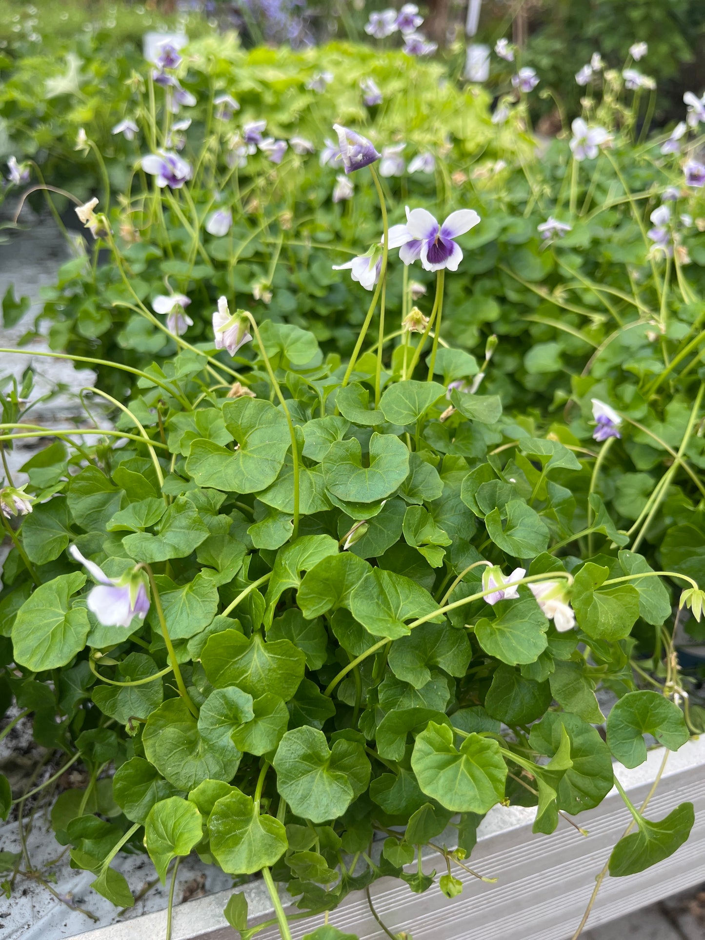 Bilde av VIOLA HEDERACEA-Spanne Plantesalg