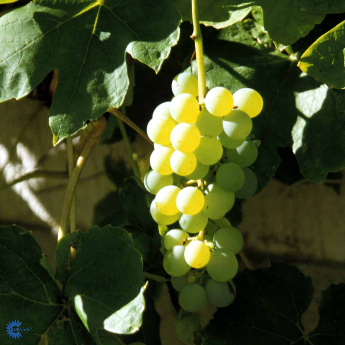 Bilde av Vitis 'Himrod'-Spanne Plantesalg