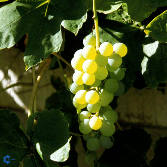 Bilde av Vitis 'Himrod'-Spanne Plantesalg