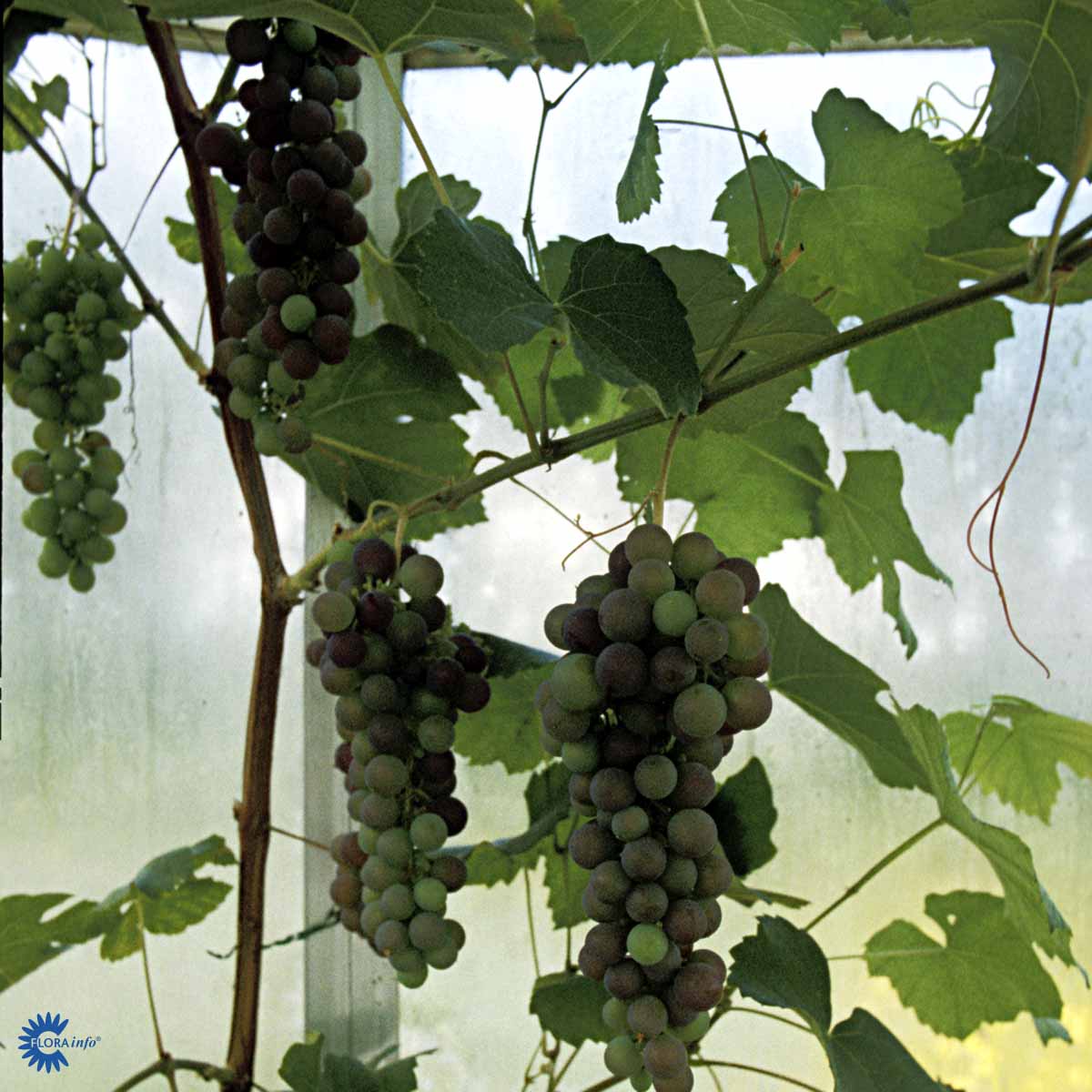 Bilde av Vitis 'Vanessa'-Spanne Plantesalg