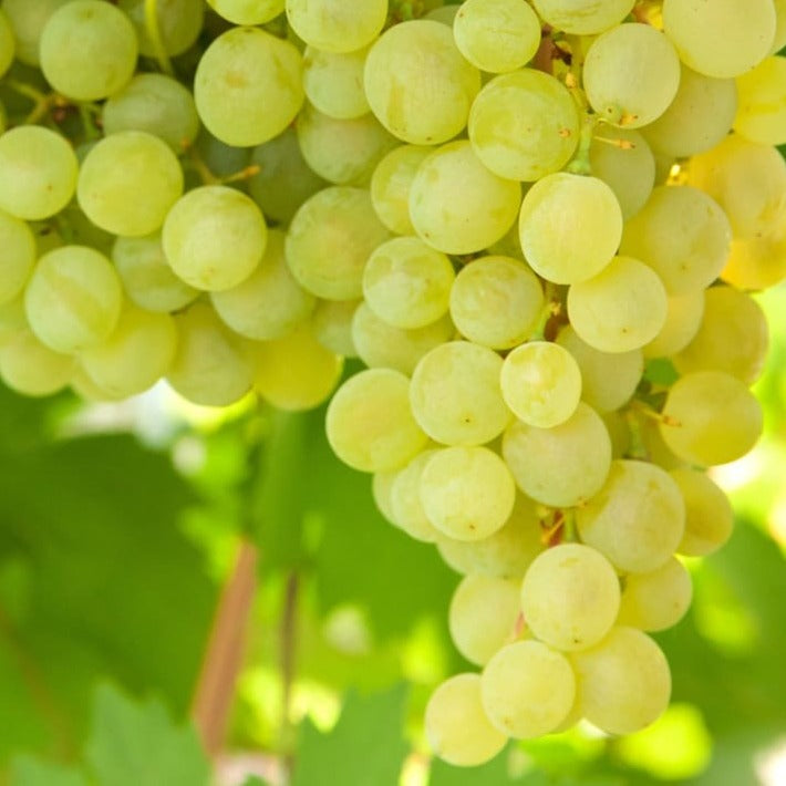 Bilde av Vitis vinifera Vitis supaga-Spanne Plantesalg