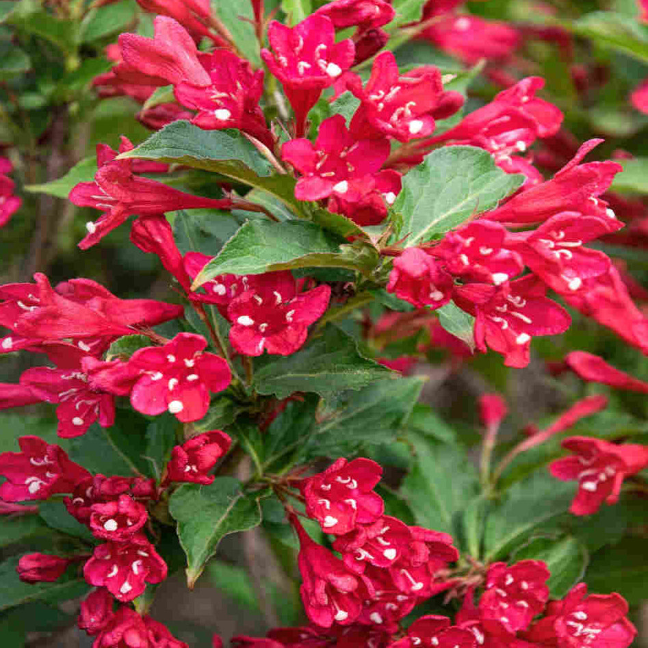 Bilde av Weigela Picobella Rosso-Spanne Plantesalg