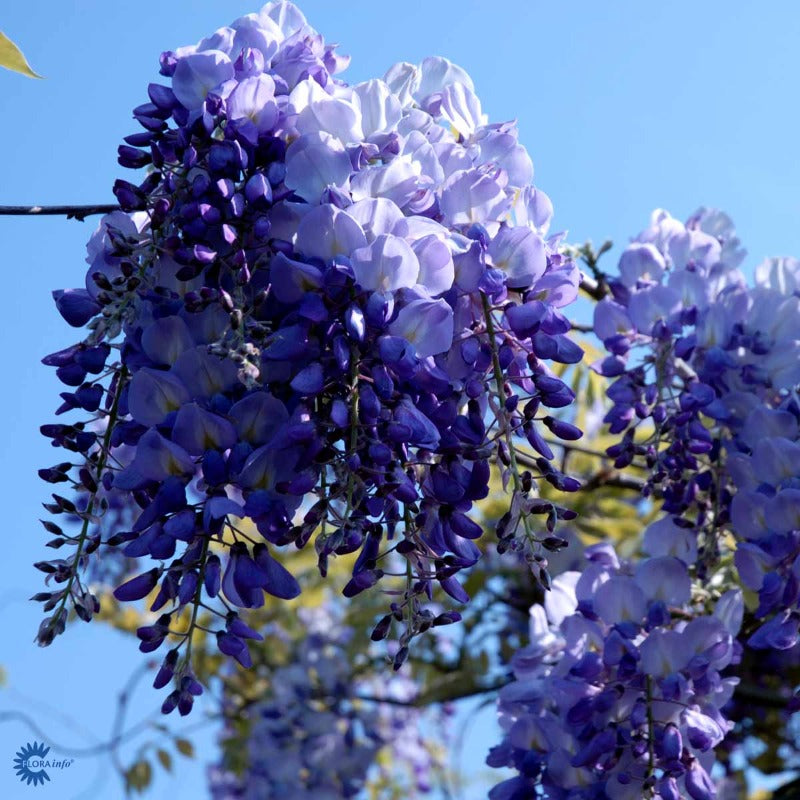 Bilde av WISTERIA SINENSIS PROLIFIC-Spanne Plantesalg