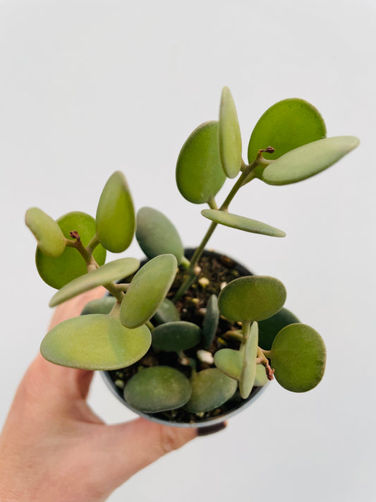 Bilde av Xerosicyos danguyi-Spanne Plantesalg