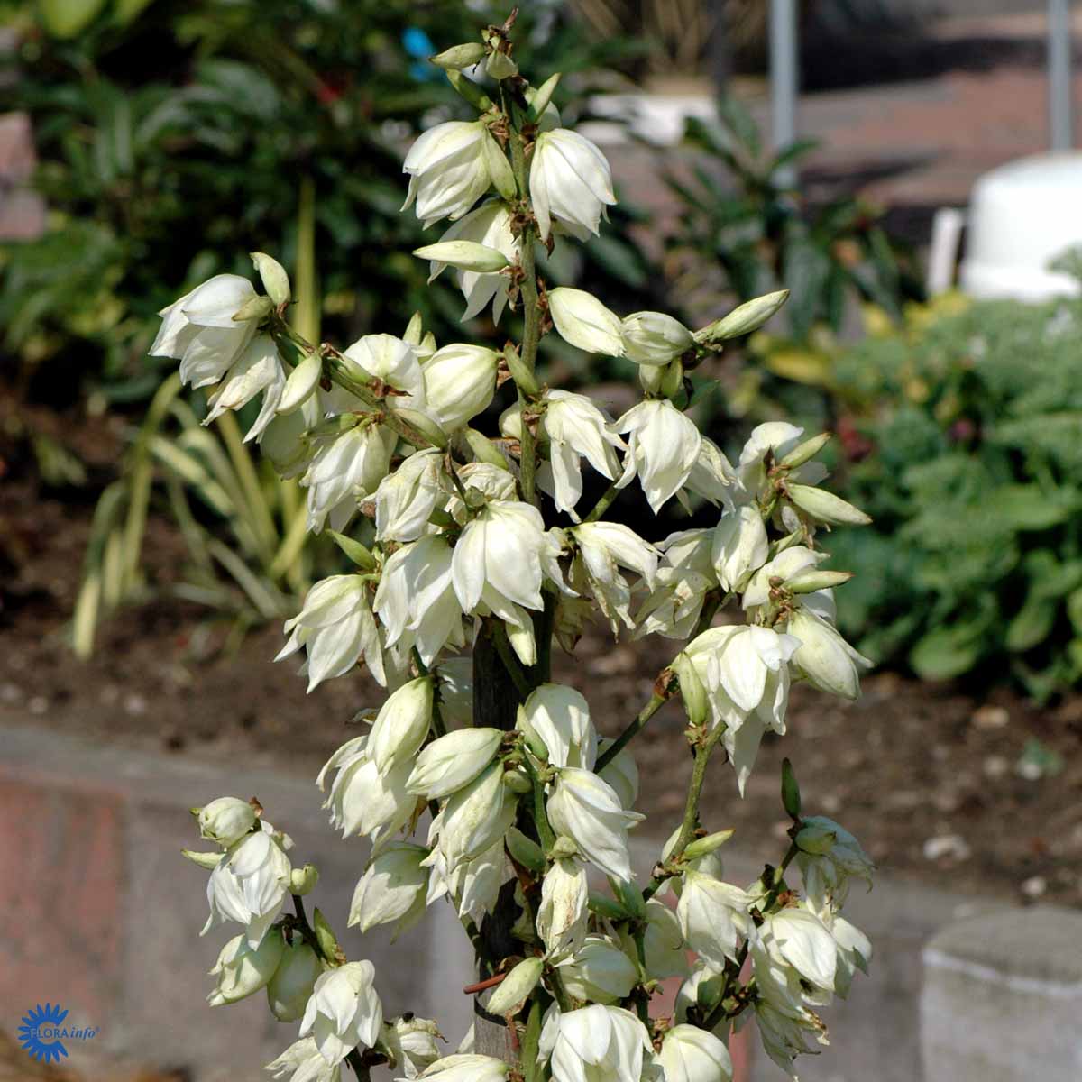 Bilde av Yucca filamentosa-Spanne Plantesalg