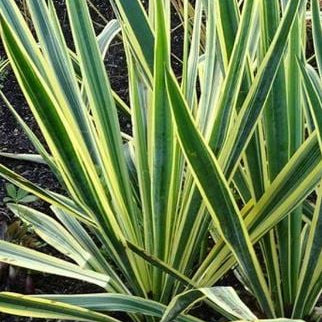 Bilde av Yucca filamentosa 'Bright Edge'-Spanne Plantesalg