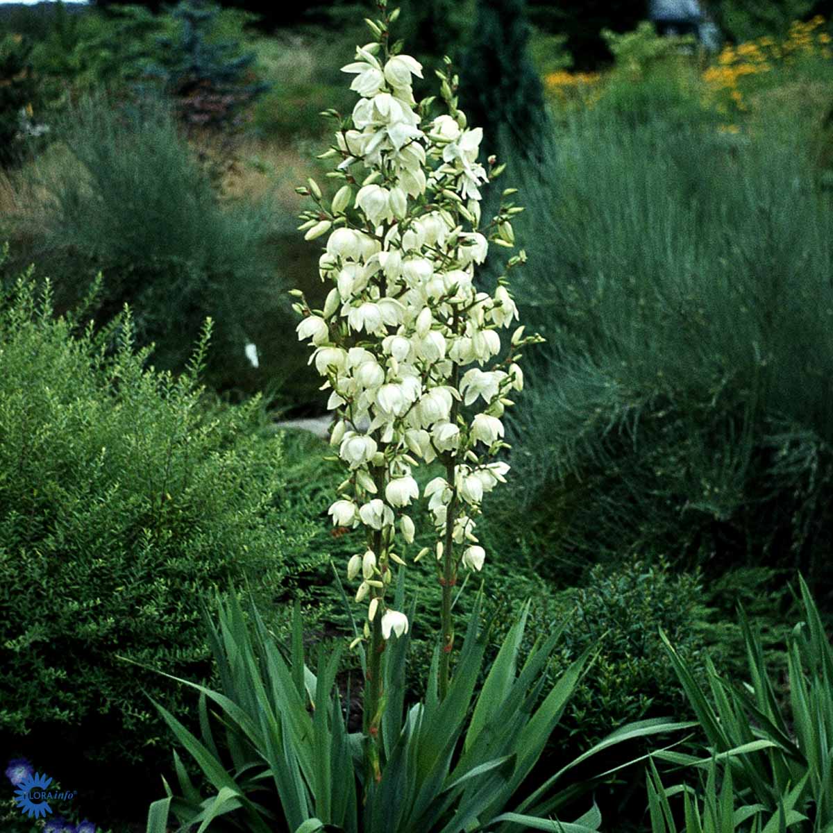 Bilde av Yucca filamentosa-Spanne Plantesalg