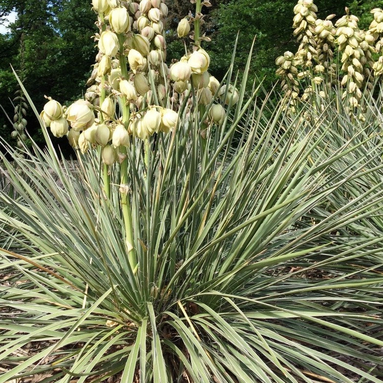 Bilde av Yucca glauca-Spanne Plantesalg
