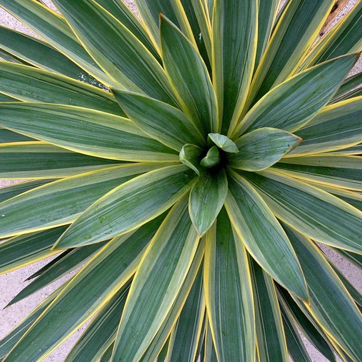Bilde av Yucca gloriosa 'Variegata'-Spanne Plantesalg