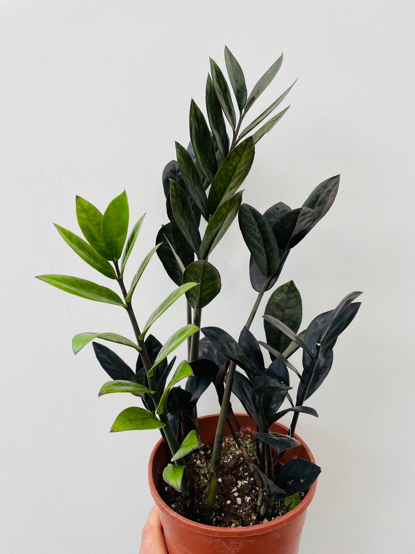 Zamioculcas zamiifolia ‘Raven’
