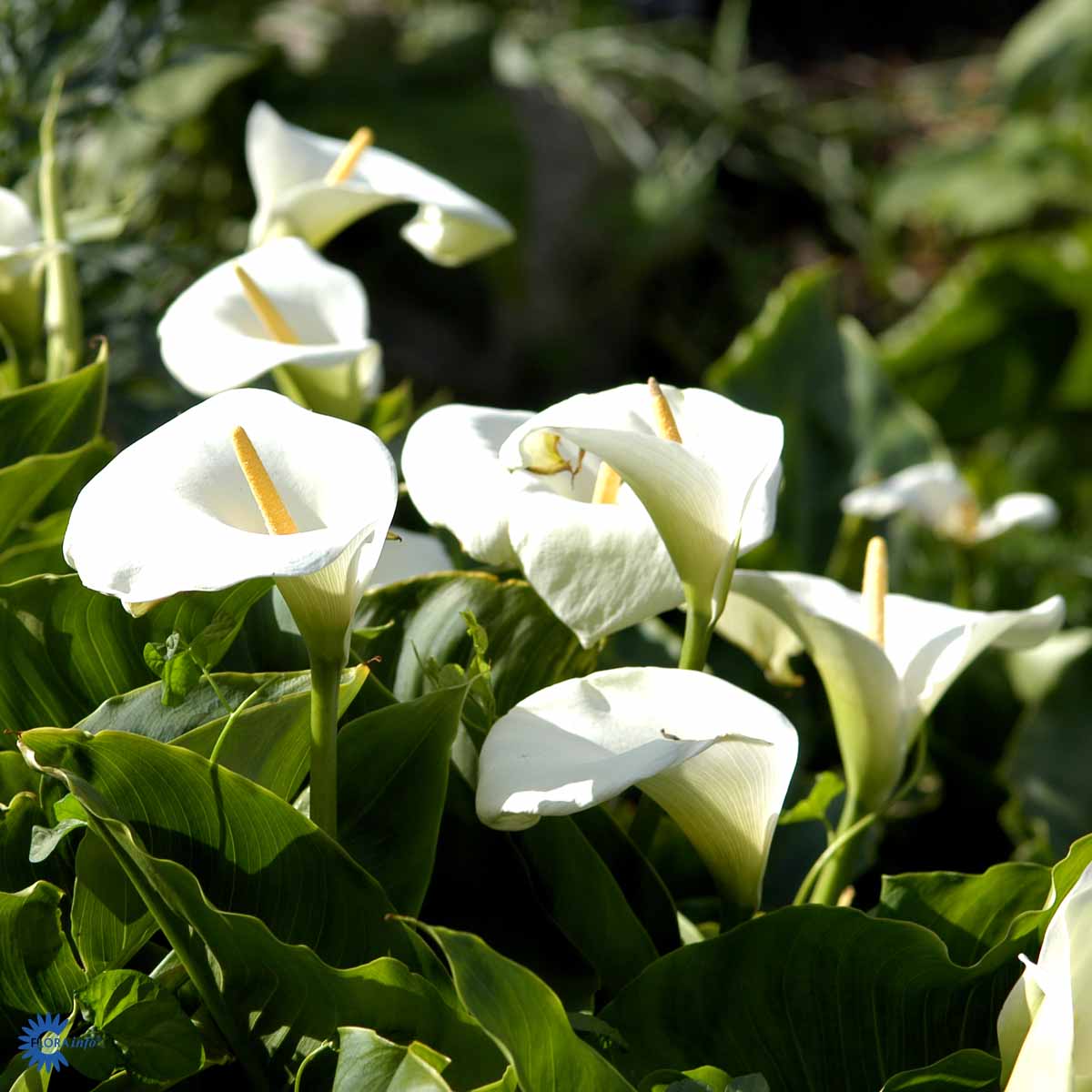 Bilde av ZANTEDESCHIA AETHIOPICA-Spanne Plantesalg