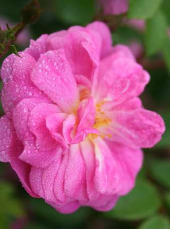 Lavender Cover